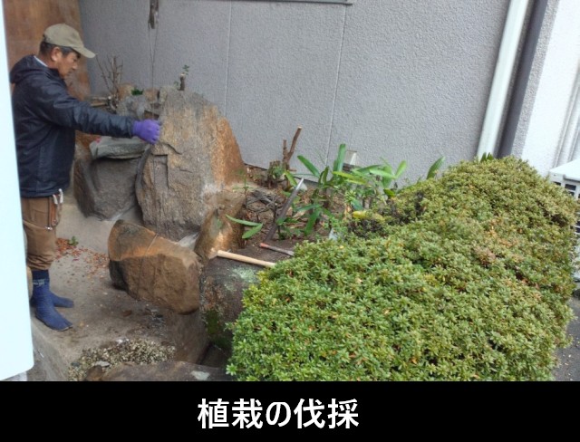 中庭　不要な植栽の伐採